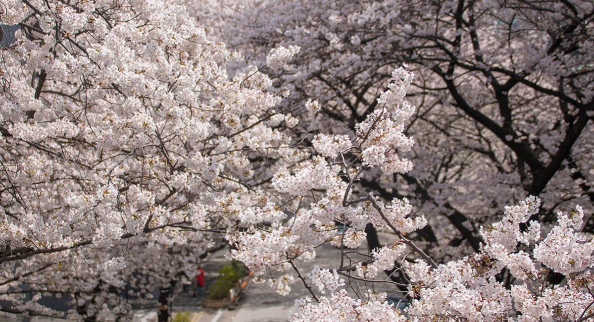 cherry blossom in daytime at Ark Hills