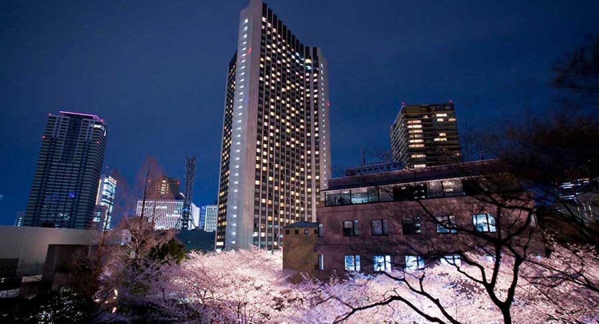 cherry blossom in nighttime at ANA InterContinental Tokyo